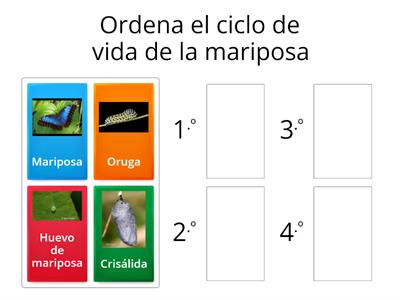 Ciclo de vida de la mariposa