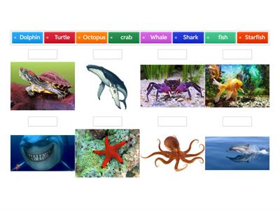 Морські тварини