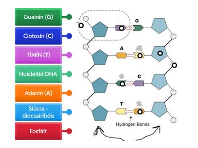 Structúir DNA