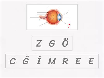 Gözün Kısımları Pınar Dalkılıç 6. Sınıf
