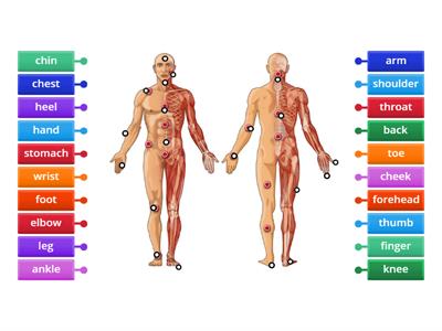 Body parts Perspectives 2