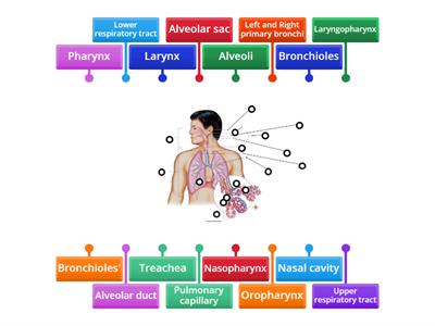 Unit 6: Respiratory System 