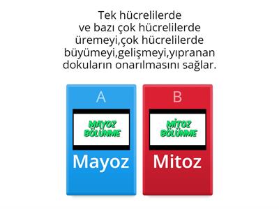 Mitoz Ve Mayoz Bölünme