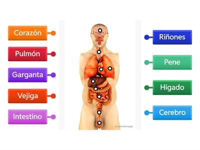 Los órganos