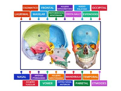 HUESOS DEL CRANEO 