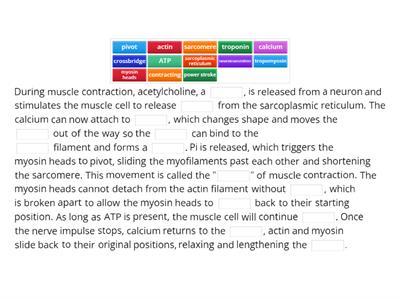 Muscle Contraction