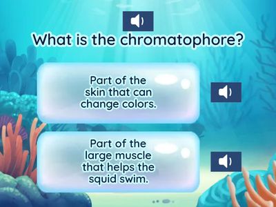 Squid Anatomy Quiz