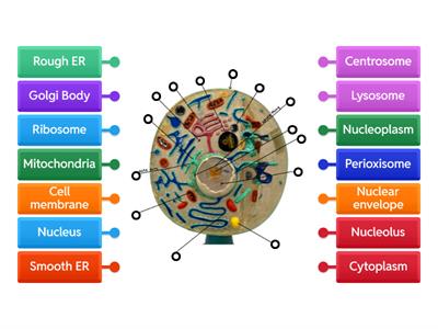 Label the Animal Cell