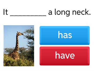  Have/has with questions #1