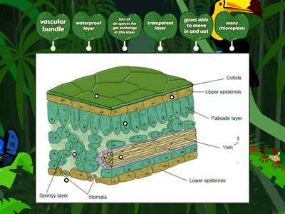 Leaf adaptations Sc505