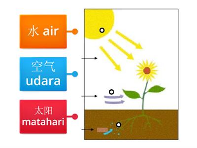 植物基本需求 Keperluan Asas Tumbuhan