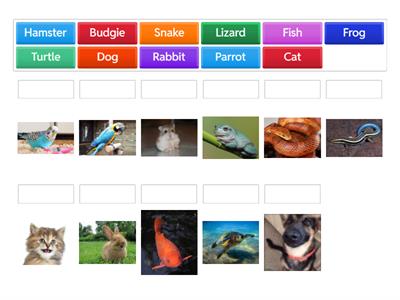 Pets(rocket english school)