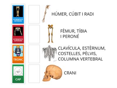 EN QUINA PART DEL COS HI SÓN AQUESTS OSSOS?