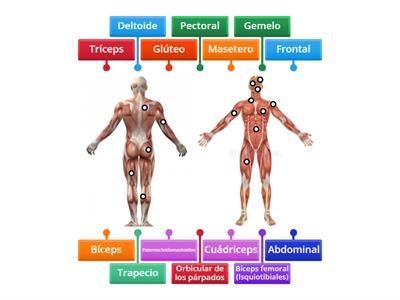 SISTEMA MUSCULAR (UNIR)