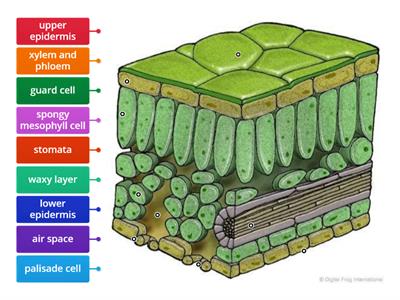 leaf structure