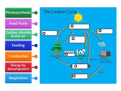 Carbon Cycle