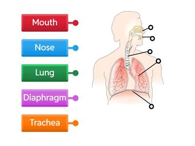 Respiratory System Diagram