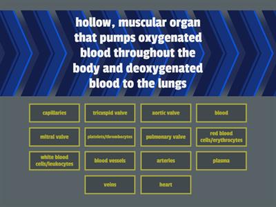 Parts and Function of the Circulatory System 