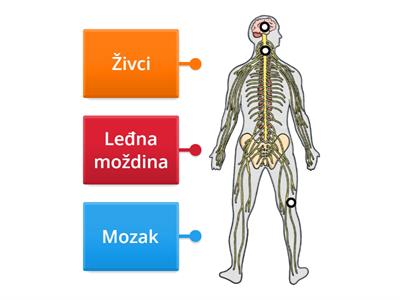 Živčani sustav (posebni program)