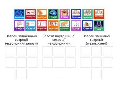 Ендокринні залози
