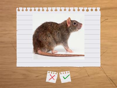 Picture Cards - Onset Sounds