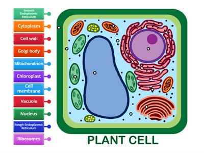 (Year 8) Plant organelles - label