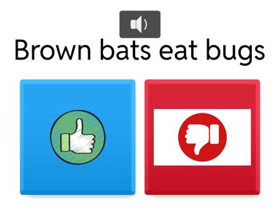 Brown Bats Questions 