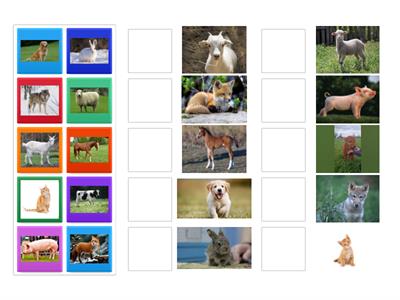 Детёныши и их родители