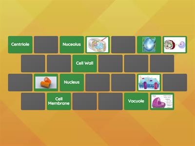 Cell Organelle Flip Matching