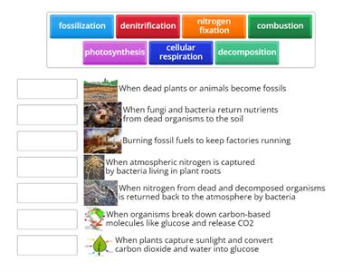 Nutrient Cycles