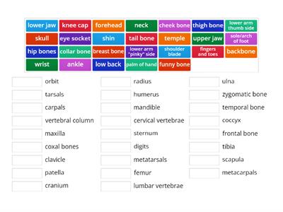 Human Skeleton - Scientific and Common Names of Bones