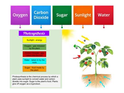 Photosynthesis