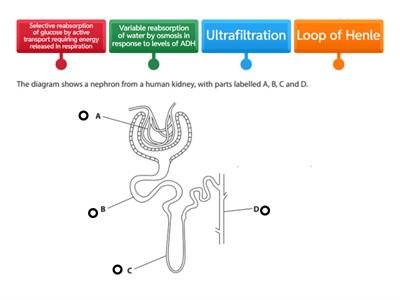 Nephron functions