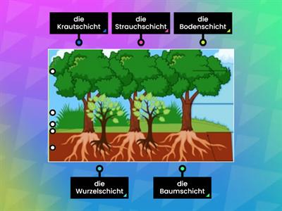 Schichten des Waldes 1.