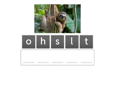 Scrambled up Rainforest Animals