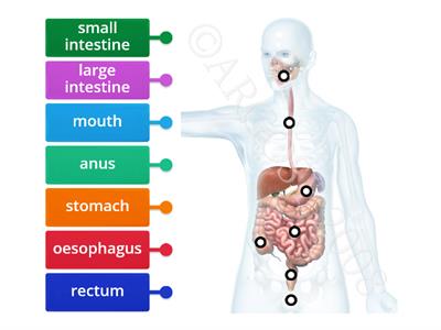 Y5 Digestive system