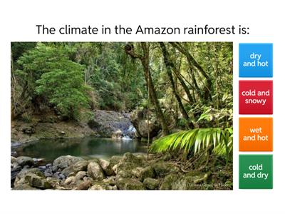 AMAZON RAINFOREST