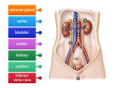 Urinary System