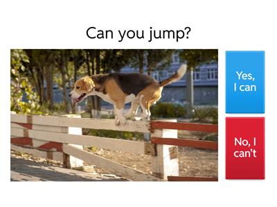 Czasownik can - pytania