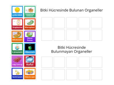 Bitki Hücresi Ve Organelleri