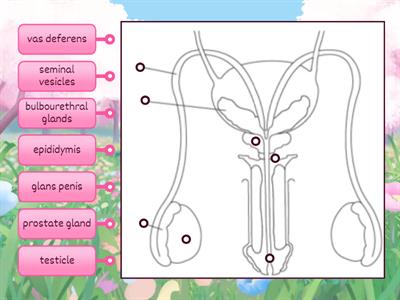Male Reproductive System