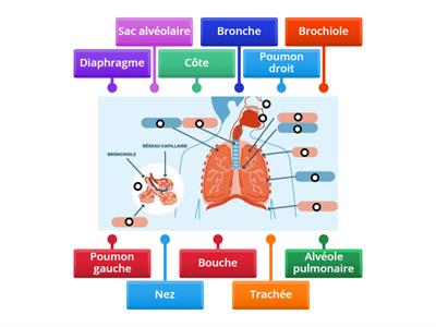 L'appareil respiratoire