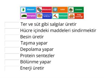 7.Sınıf Fen Bilimleri Organeller