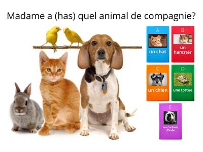 les animaux de compagnie2