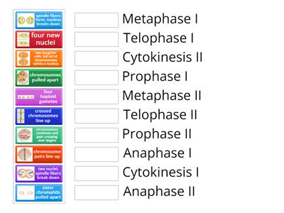 Meiosis Steps