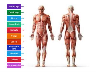 Muscular System