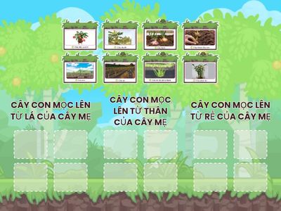 CÂY CON TRONG MỖI HÌNH MỌC LÊN TỪ BỘ PHẬN NÀO CỦA CÂY MẸ