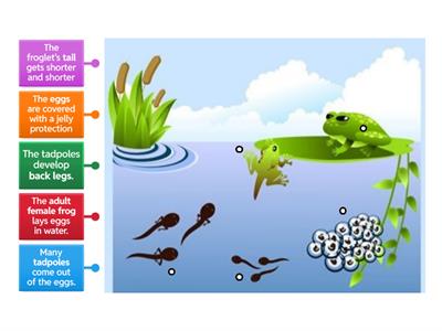 Frog life cycle