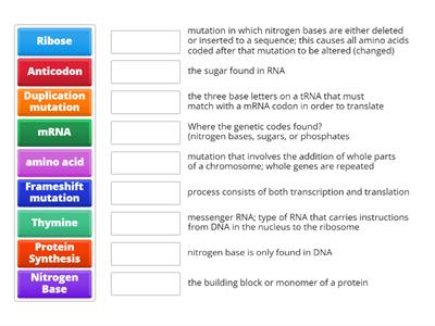 Protein synthesis 