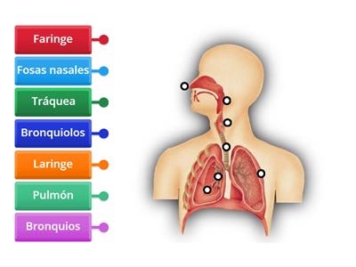 Sistema Respiratorio